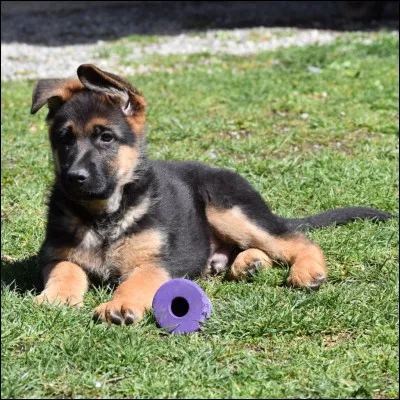 Comment dit-on « chien » en allemand ?