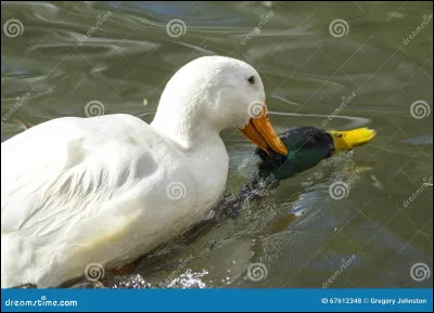 Que signifie l'expression "noyer le canard" en français ?