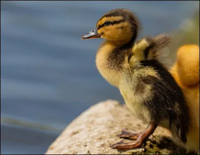 Quel est le terme utilisé pour décrire un jeune canard ?