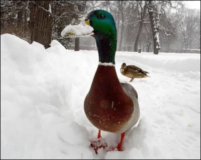 Partie "expressions et locutions" : que signifie l'expression "il fait un froid de canard" ?