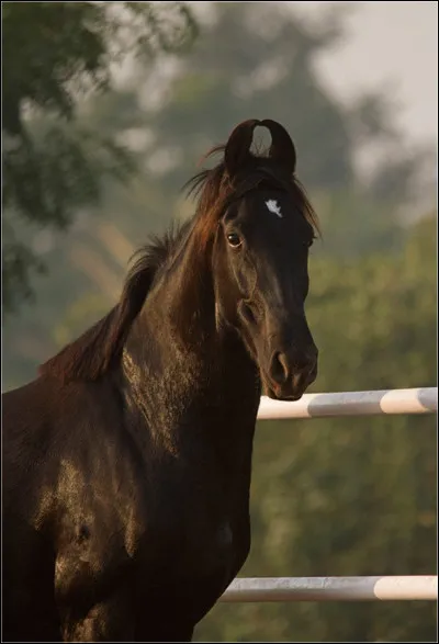 Si tu avais un cheval, comment l'appellerais-tu ?