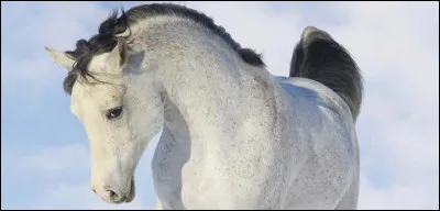 Que feriez-vous si vous aviez un cheval ?