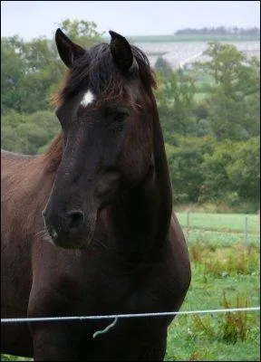 Quel est le nom de cette marque blanche ?
