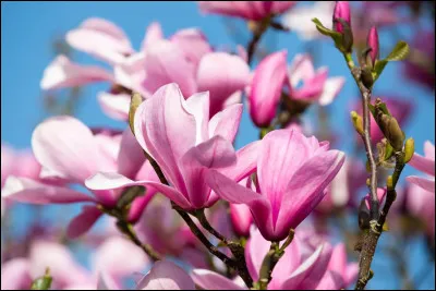 Quelle chambre préfères-tu ?