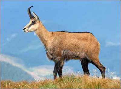 Quel est cet animal en I, un caprin montagnard aux cornes en forme de crochet ?