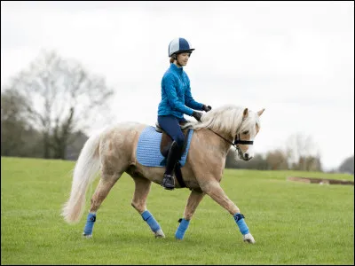 Quelle est la robe ci-dessous ?