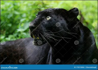 Selon Friz Freleng, de quelle couleur est cette panthère ?