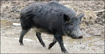 Km 101,3 : Riscle. En 1930, un pont suspendu franchit l'Adour. Pendant la guerre, en ao&ucirc;t 44, il a &eacute;t&eacute; d&eacute;truit, par qui ?