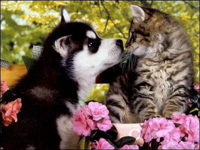 Chien ou chat ? Tu es :