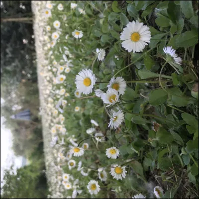 Quelle est votre couleur préférée ?