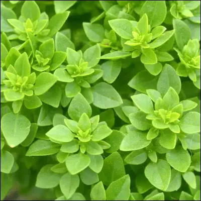 Quelle est la couleur du pelage de Petite Feuille ?