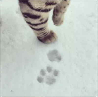 Par qui Patte de Givre a t-il été tué ?