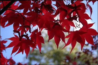 Comment Ombre d'Érable est-elle morte ?
