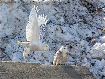 Harfang rouge et or...