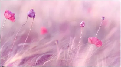Quelle est ta fleur préférée ?