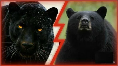 Élevé par Bagheera et Baloo...