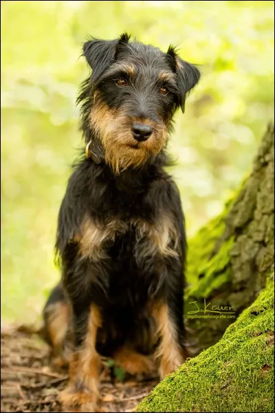 Quelle est cette race en J ?