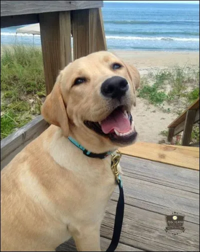 En L, il y en a beaucoup, mais le plus connu est sans doute le...