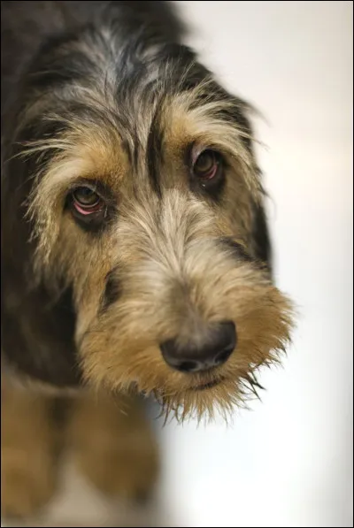 Pour la 15ᵉ question, voici l'original