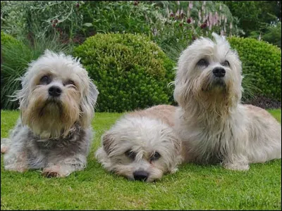 En D, on a le _____, toujours déterminé !