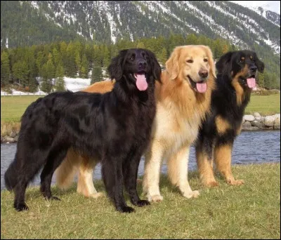 Quelle est cette race débutant par un H ?