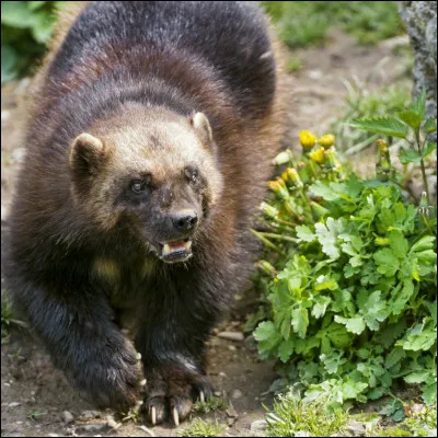 Un glouton à longues griffes...