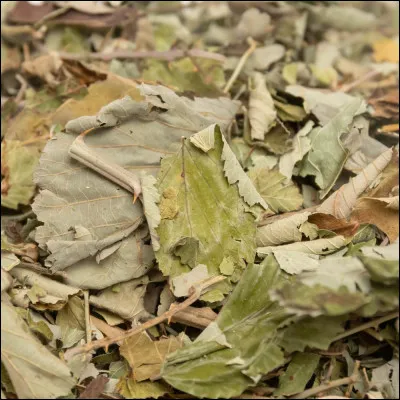 Le vent soufflait fort, emportant les feuilles [mortes] avec lui.