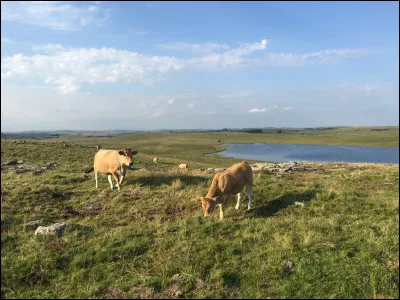 Quelle est cette région naturelle, haut plateau volcanique et granitique culminant à 1469 m, qui s'étend sur la bordure nord-ouest du département ?