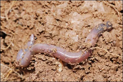 Km 174,5 : Ornolac-Ussat-les-Bains. En mars-avril 2021, une expérience a eu leu dans une grotte sise sur la commune, Elle consistait à laisser 15 personnes sans lumière ni heure pendant 40jours. Dans quelle grotte a eu lieu cette opération ?