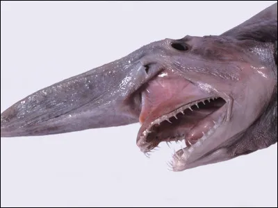 Quel est cet animal ?