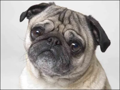 Pour finir, quel animal de compagnie as-tu ou aimerais-tu avoir ?