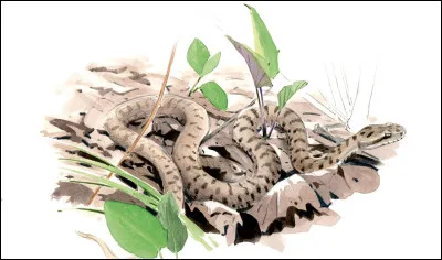 À quel écrivain doit-on le roman intitulé "Vipère au poing" ?