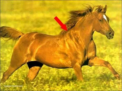 Quelle est cette partie du corps ?