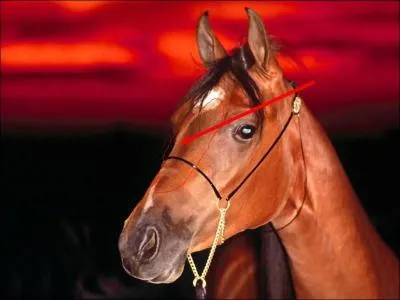 Quelle est cette partie de la tte ?