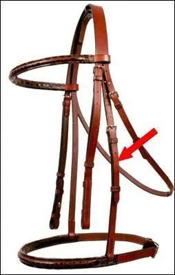 Quelle est cette partie du filet ?