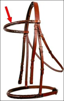 Quelle est cette partie du filet ?