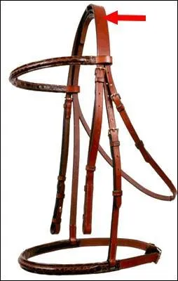 Quelle est cette partie du filet ?