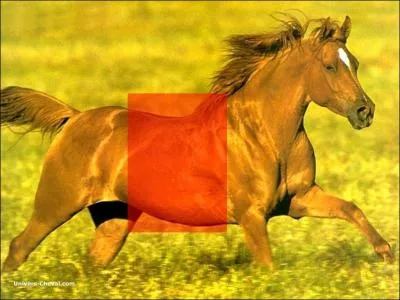 Quelle est cette partie du corps ?