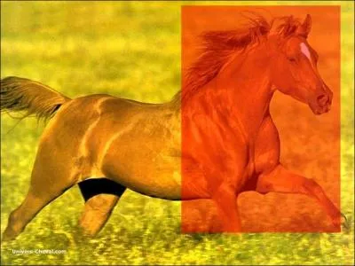 Quelle est cette partie du corps ?