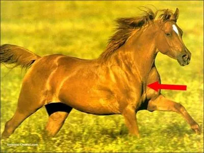 Quelle est cette partie du corps ?