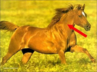 Quelle est cette partie du corps ?