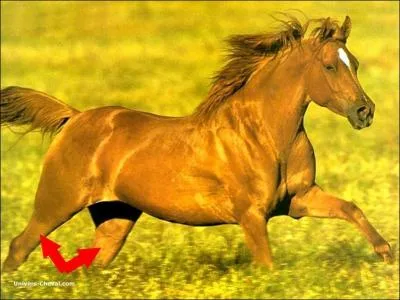 Quelle est cette partie du corps ?