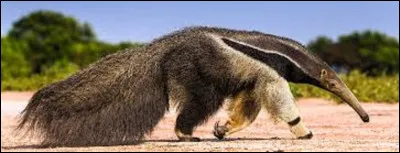 Où pourrez-vous voir des tamanoirs ?