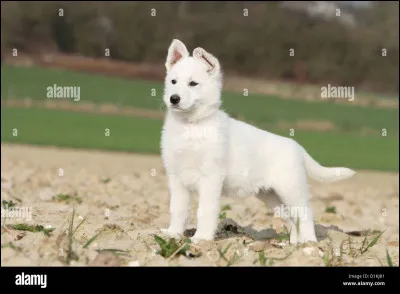 Peut-on faire de l'agility avec un berger blanc suisse ?
