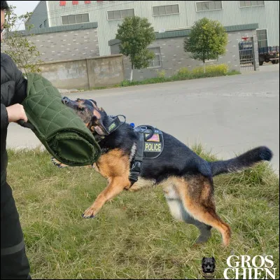 Ce sport est-il de l'agility ?