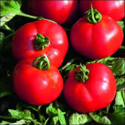 Que devez-vous ajouter à "fou" pour trouver le nom d'une variété de tomate...