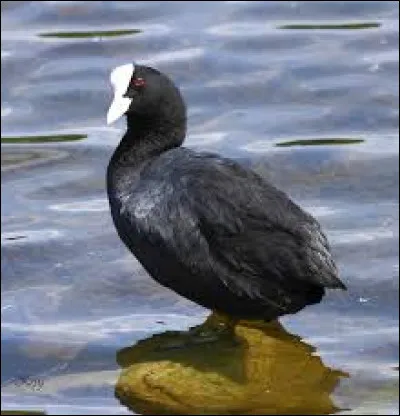 Que devez-vous ajouter à "fou" pour trouver le nom d'une espèce d'oiseau aquatique souvent confondue avec la poule d'eau...