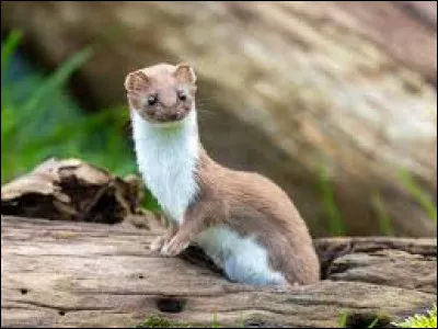 Que devez-vous ajouter à "fou" pour trouver le nom de cet animal...