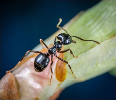 Que de devez-vous ajouter à "fou" pour trouver le nom d'une commune française dans le département du Nord...