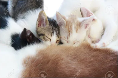 Quel est ton passe-temps préféré ?